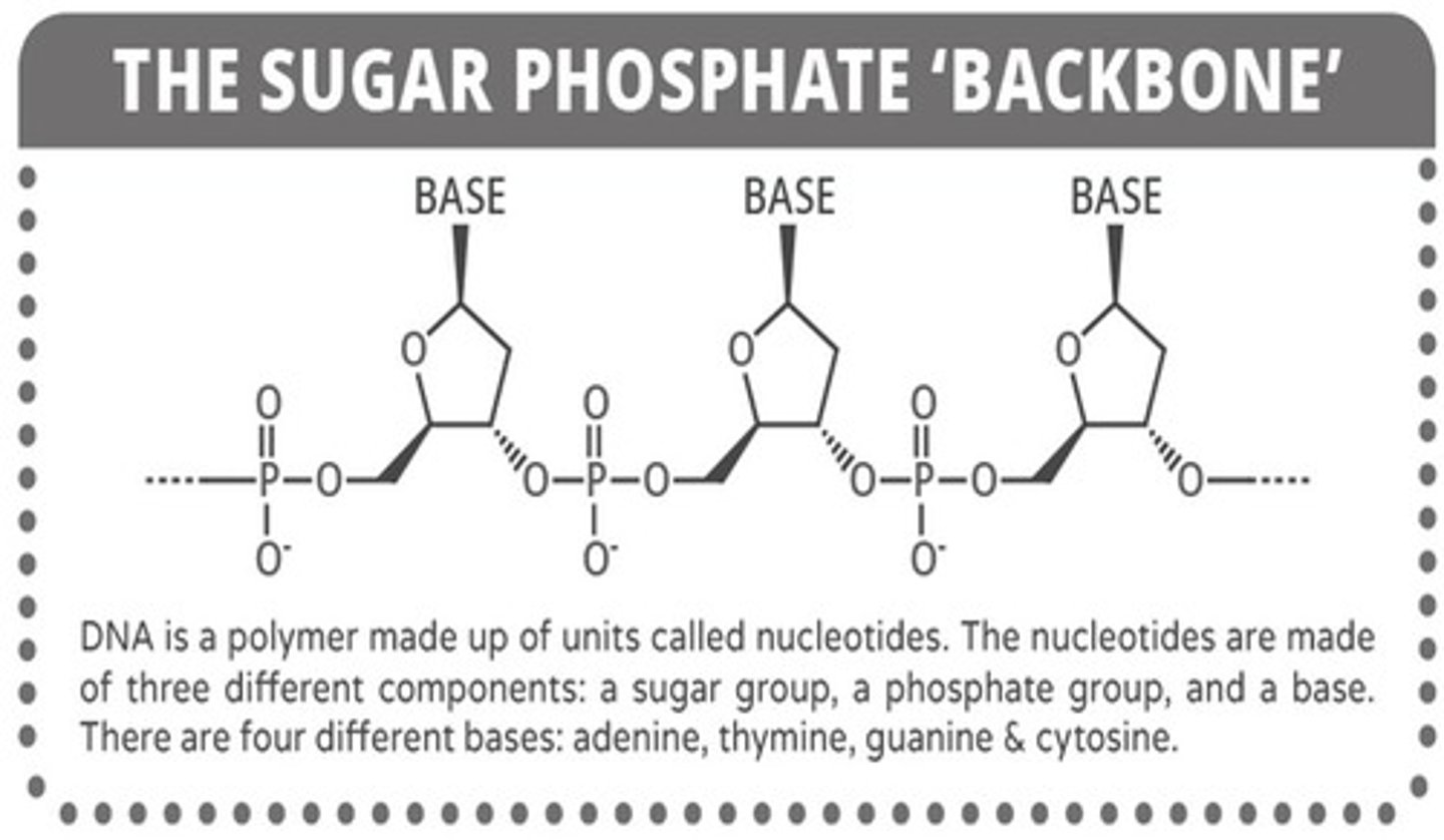<p>Sugar and Phosphate</p>