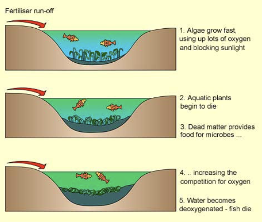 <p>If it runs out, it causes <strong>eutrificaion</strong> for aquatic ecosystems. causing fish to die</p><ul><li><p>Can have too many nutrients</p></li></ul><p></p>