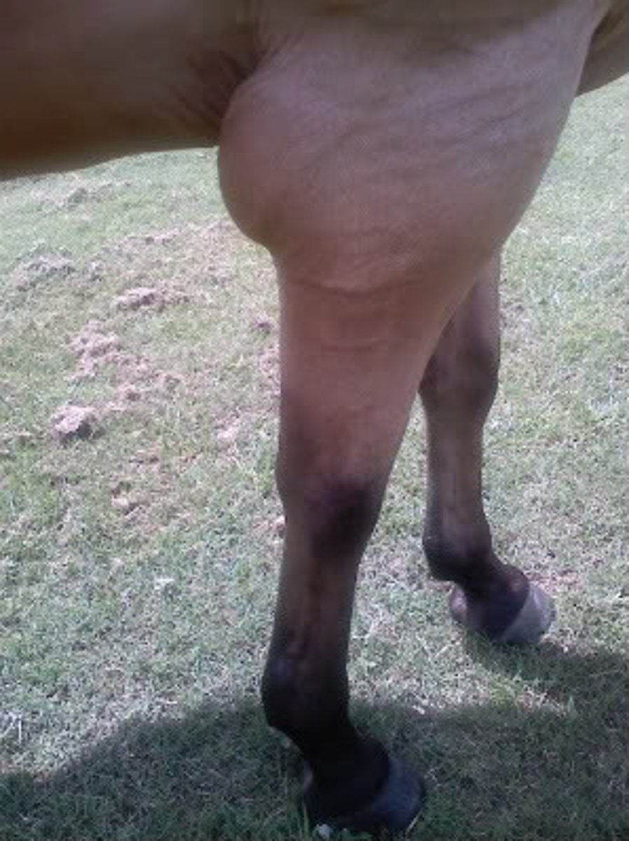 <p>"Capped elbow"</p><p>Soft swelling at the elbow caused by irritation</p><p>Causes: Injury from long heel on a front shoe, or from contact with surface horse is laying on</p><p>TX: Tincture of iodine, shoe boil boot/roll</p><p>Prevention: Don't leave long heels on front shoes</p>
