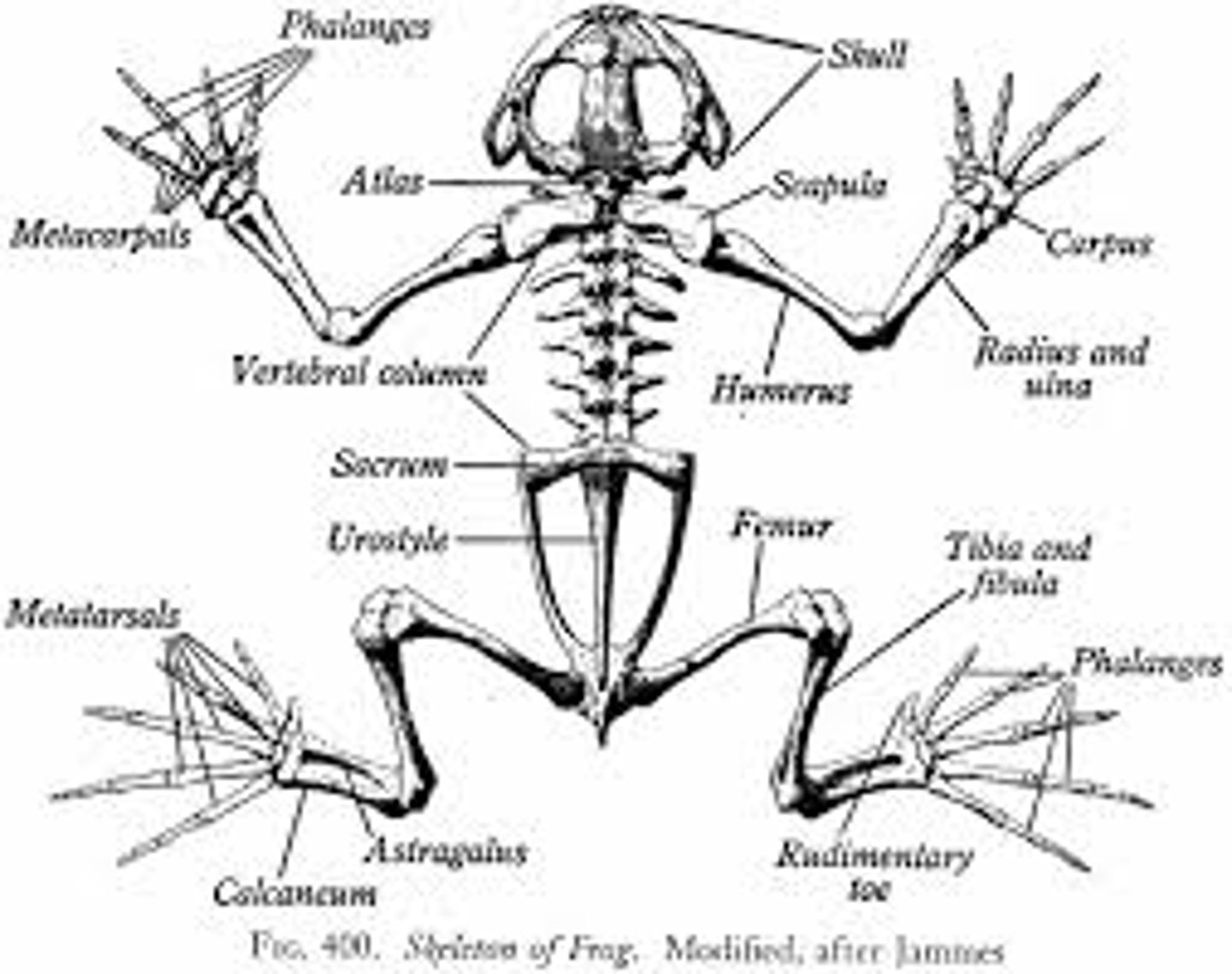 <p>limbs are attached to fused bone sections called "girdles"; an adaptation for jumping</p>