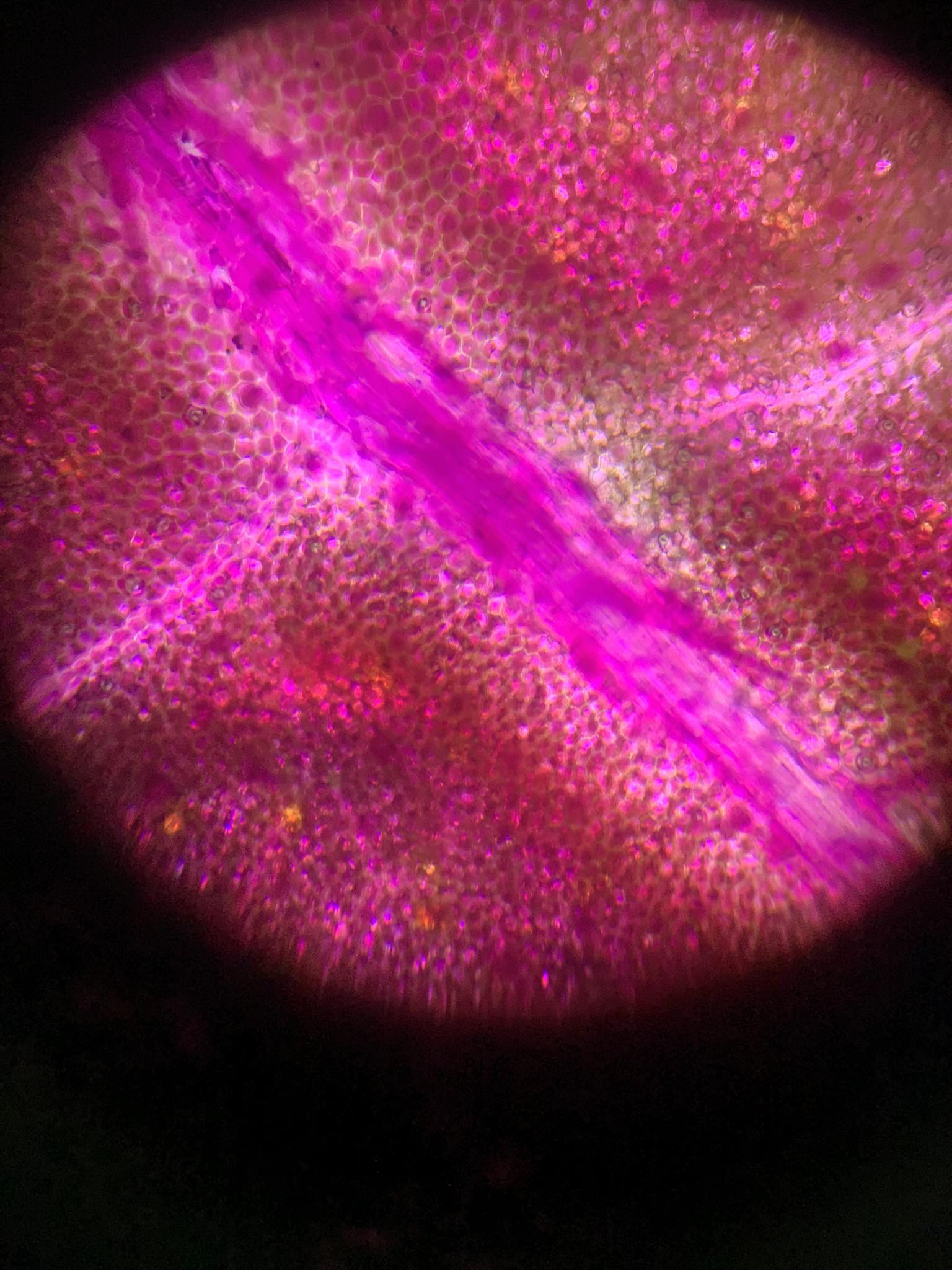 <p>scientific name and what does it contain</p>