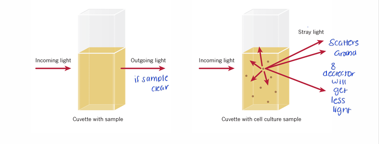 <p>Sample without bacterial cells (Sample Clear)</p><ul><li><p>incoming light → cell sample → outgoing light linear</p></li></ul><p>Sample with bacterial cells </p><ul><li><p>incoming light → cell sample → light scattering and detector will get less light</p></li></ul>