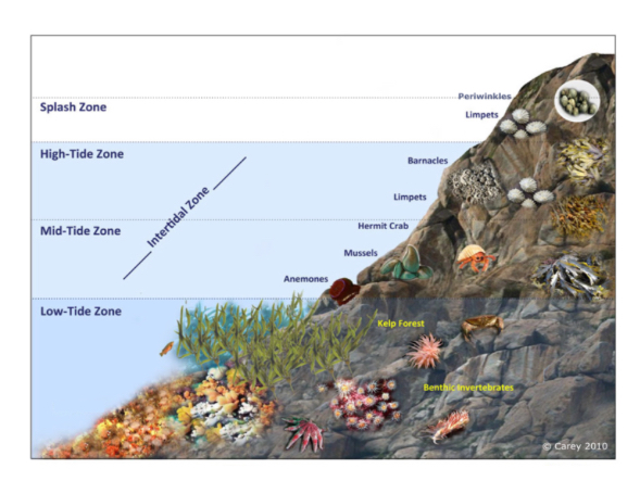 <p>This image shows how as you progress from the sea to land in tidal areas, there are different zones, each with a different set of organisms adapted to the specific conditions found there. Important abiotic factors in determining these zones are wave action, salinity, temp submersion.</p>
