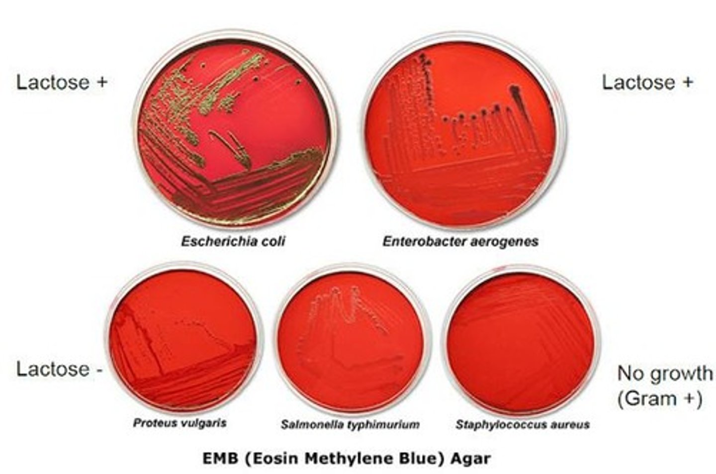 <p>Selective for Gram-; differentiates lactose fermenters.</p>