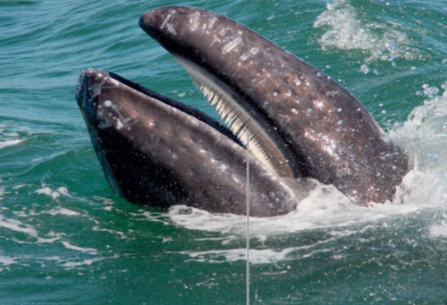 <p>Organisms that ingest small organisms that are suspended in water.</p>