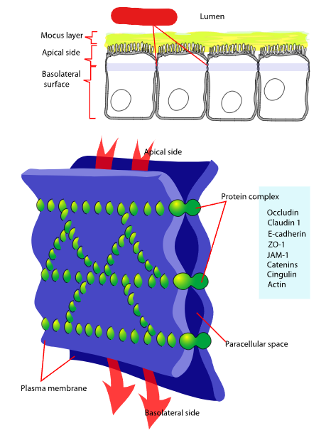 <p>Junctions that create watertight seals between adjacent animal cells. At their site these junctions hold adjacent cells tightly against each other by using many individual groups of tight junction proteins called claudins which rearrange themselves in a structural way.</p><p>These junctions keep liquid from escaping cells.</p>