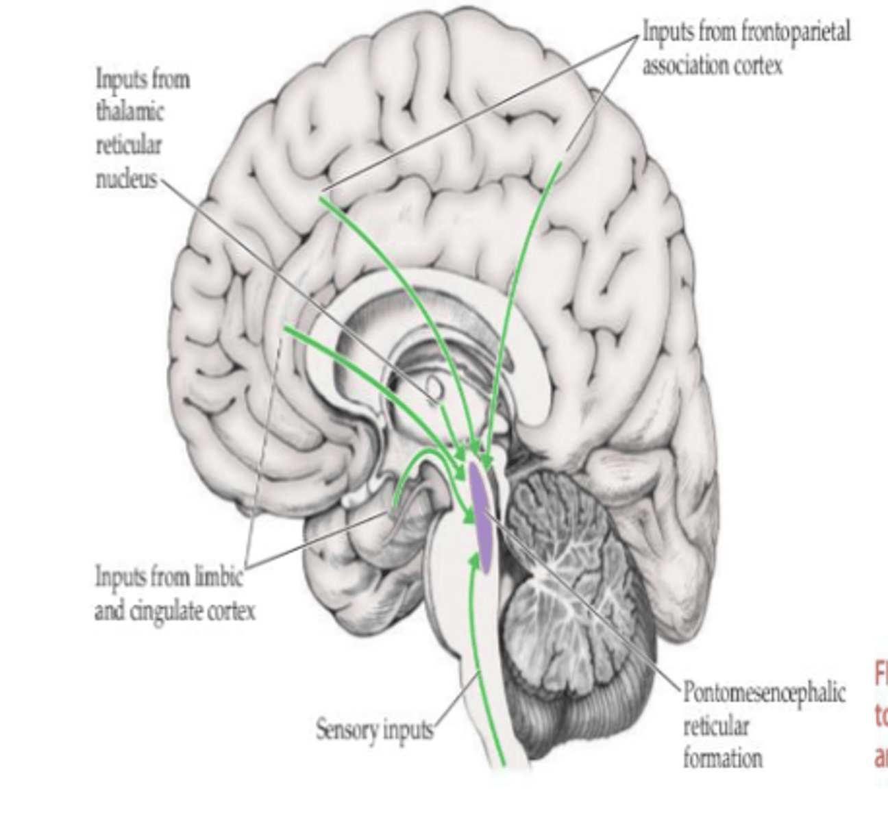 <p>- RF of mesencephalon</p><p>- Upper pons</p><p>- Thalamus connected with cortical structures</p><p>- Forebrain connections</p>