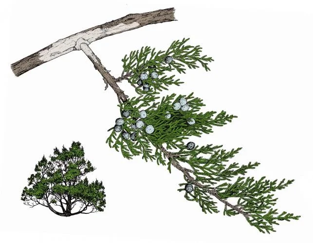 Ash juniper