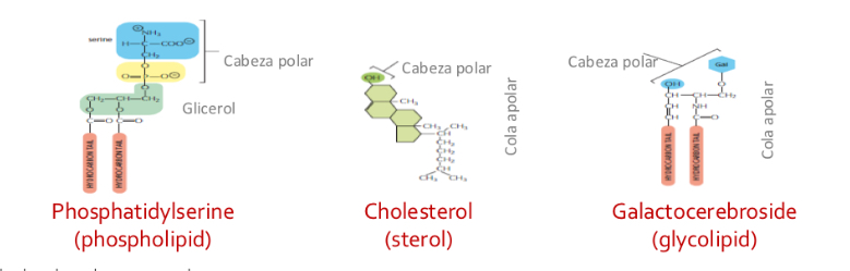 <p>Phospholipids: most abundant and form the bilayer. A polar head group towards the surface and two hydrophobic hydrocarbon tails.</p><p>Cholestrol: small polar group</p><p>Glycolipids: contain oligosaccharrides and are located on Luther side of cell membrane </p>