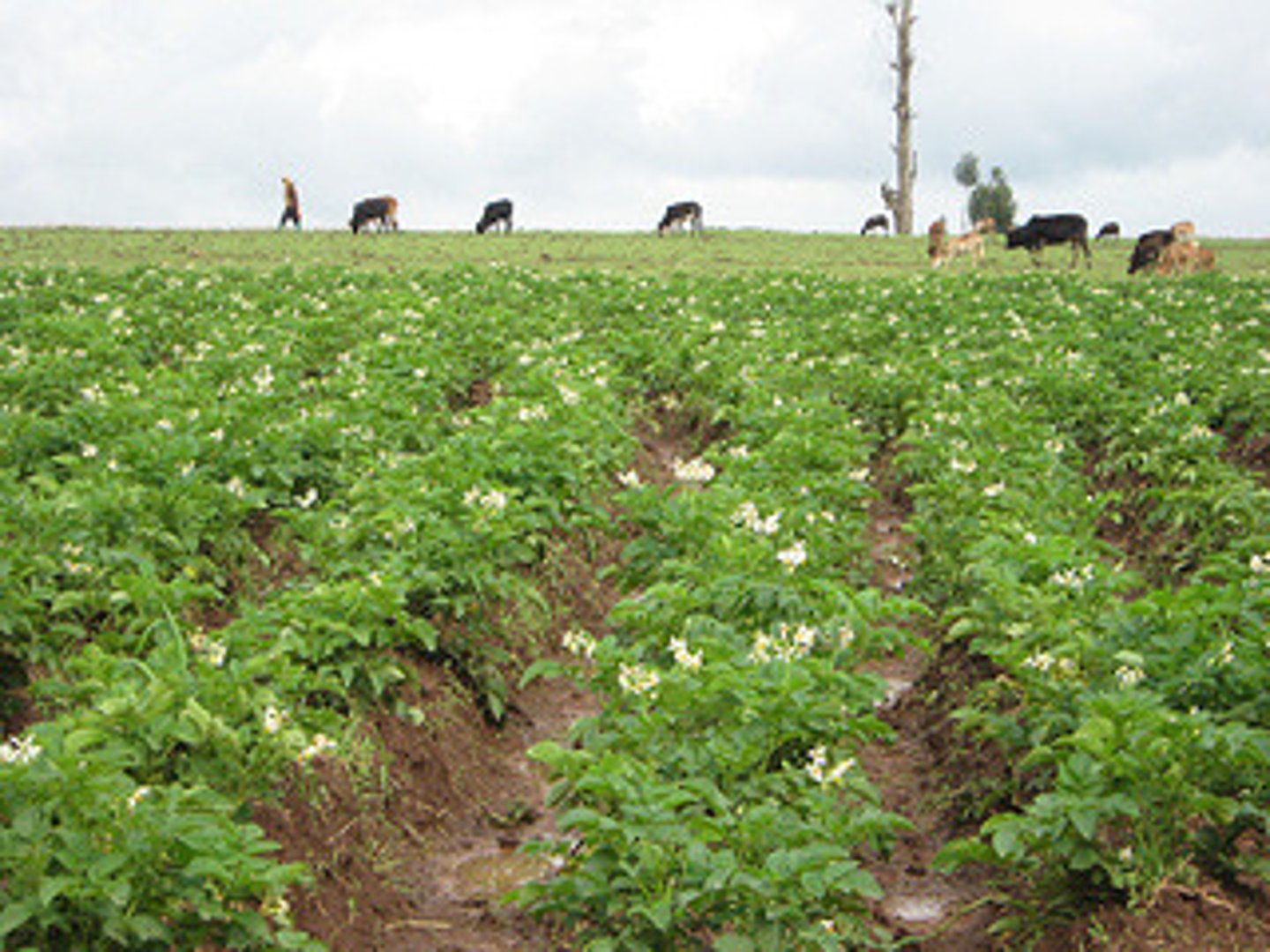 <p>Raising several kinds of crops and livestock on the same farm</p>