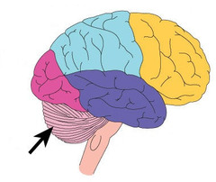 <p>the &quot;little brain&quot; at the rear of the brainstem; functions include processing sensory input and coordinating movement output and balance</p>