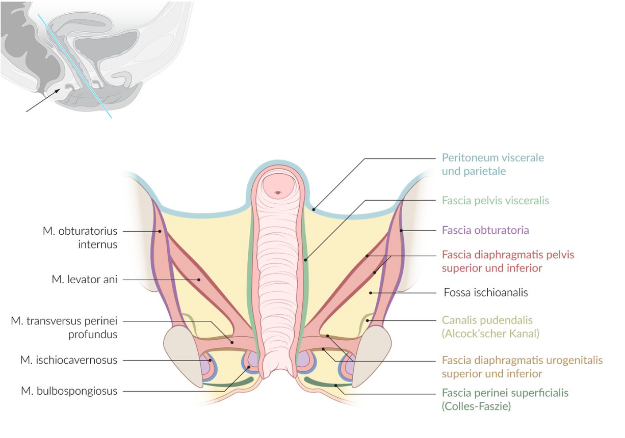 <p>D. External obturator muscle (M. obturatorius externus)</p>