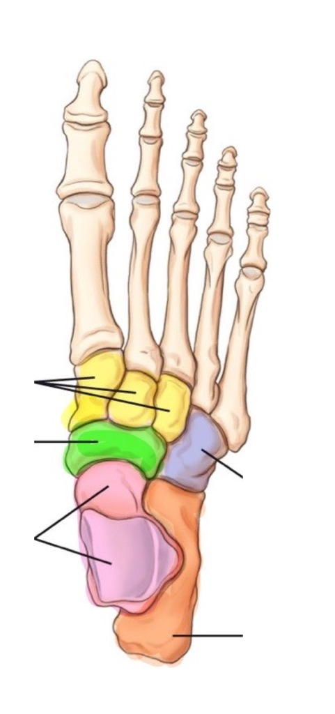 <p>Name the group of colored bones.</p>