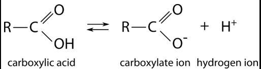 <p>“C double-bond O, single-bond OH” (Unless ionized). Since carboxyl groups are often ionized, they can act as acids.</p>