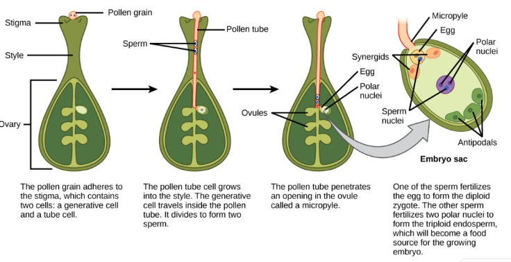 <p><span>Angiosperm</span></p>