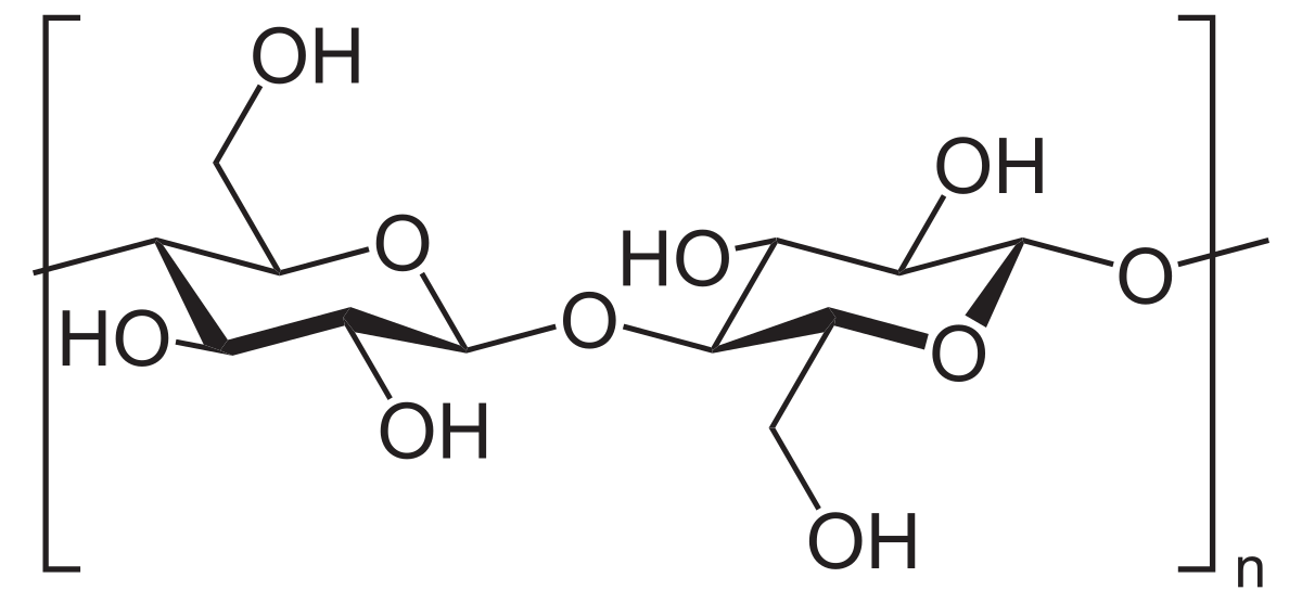 <p>The main structural component of plants; Homopolysaccharide composed of β-<sub>D</sub>-glucose molecules linked by β-1,4 glycosidic bonds, with hydrogen bonds holding the actual polymer chains together for support</p>