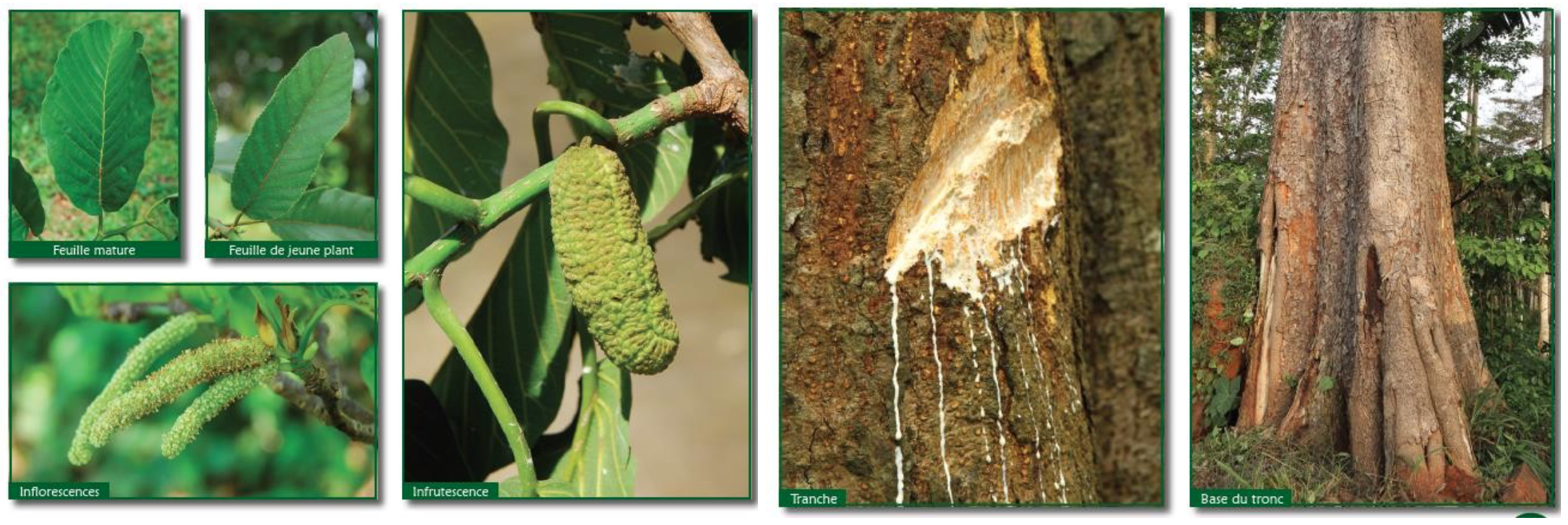 <p>Also known as iroko, this tree is highly prized for its durable wood and considered sacred by locals. Latex</p>