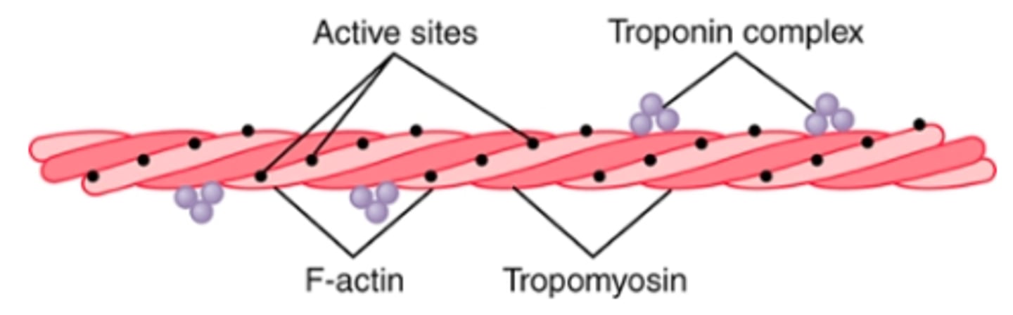 <p>attached intermittently along the sides of tropomyosin - attaches tropomyosin to actin </p><p>complexes of 3 loosely bound protein subunits, each of which plays a specific role in controlling muscle contraction </p><p>troponin I = strong affinity for actin</p><p>troponin T = strong affinity for tropomyosin</p><p>troponin C = strong affinity for calcium ions</p>