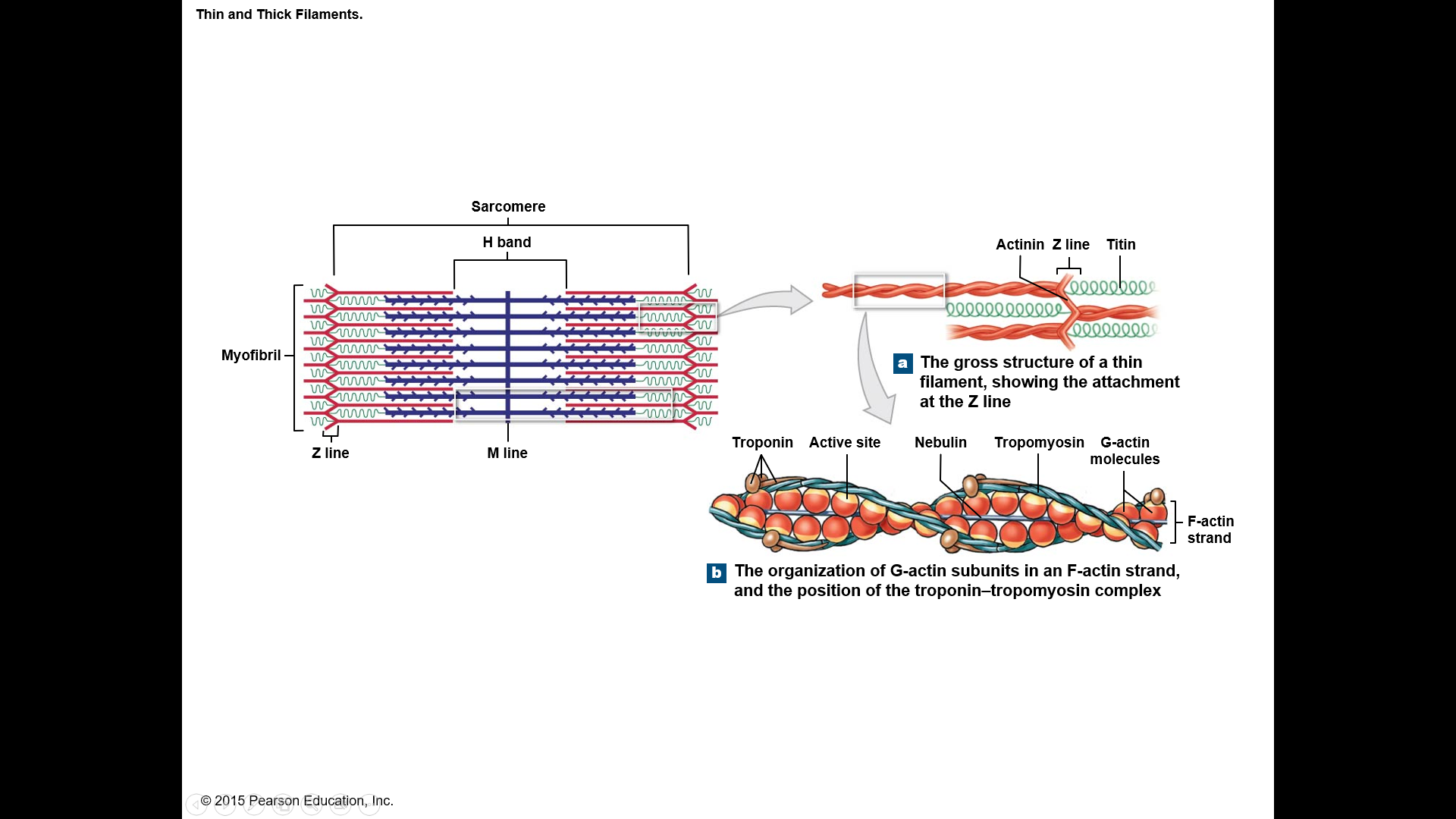 regulatory protein
wrapped around actin covering myosin binding site