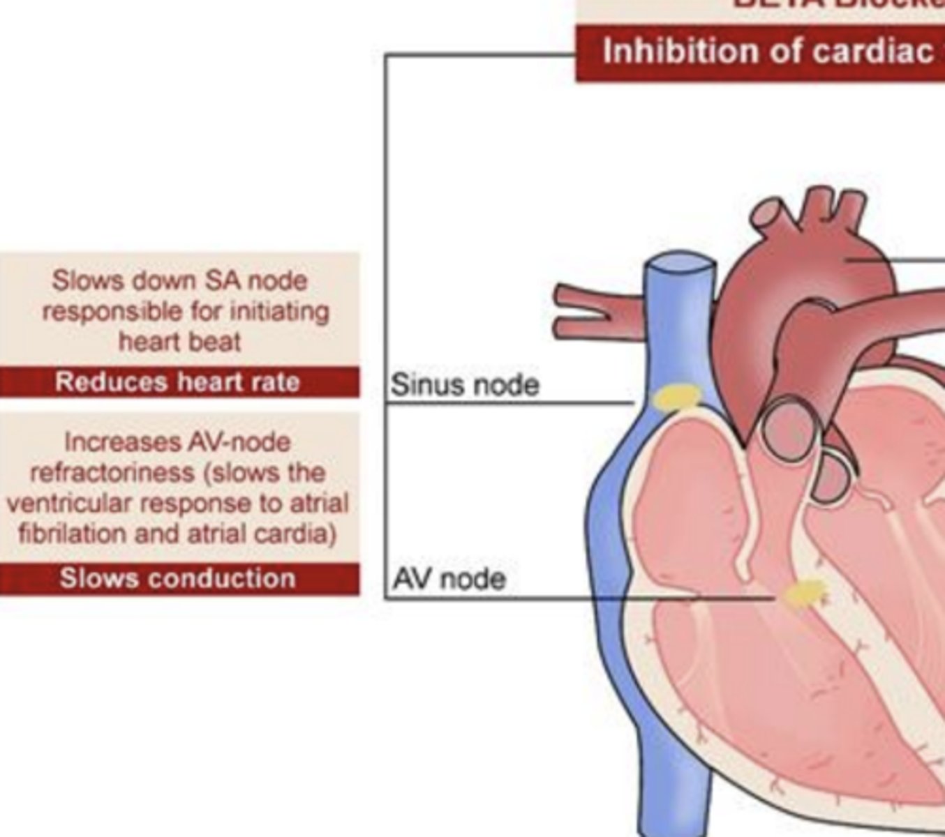 <p>increases AV-node refractoriness (slows the ventricular response to atrial fibrillation and atrial cardia)</p><p>- slows conduction</p>