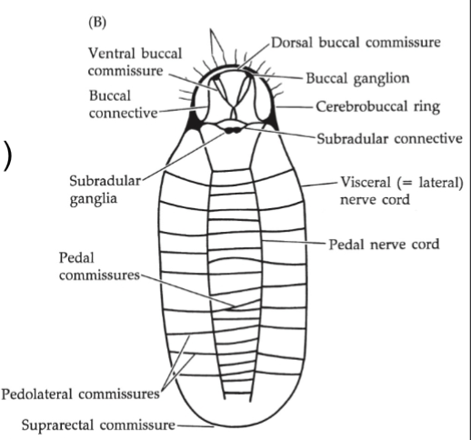 <p>Ladder like variation</p><p>cerebral ganglion circumenteric</p><p>ventral cord and ganglia </p><p>pedal cords (ventral)→ foot muscles</p><p>visceral cords (lateral)→visceral mass, mantle</p><p>cephalopods→ cranium, arms+tentacles, giant neurons </p>