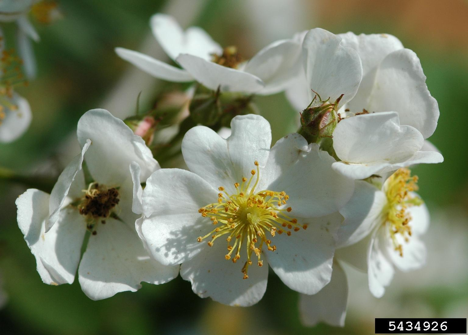 <p><span>Is this an angiosperm or gymnosperm? Dicot or monocot?</span></p>