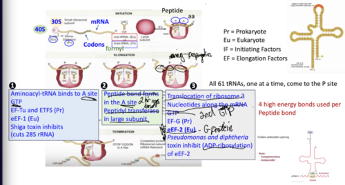 <p>Aminoacyl-tRNA binds to the A site, requiring GTP, eEF-1.</p><p>Peptide bonds form in the A site via peptidyl transferase in the large subunit of the ribosome.</p><p>Translocation of the ribosome moves it 3 nucleotides along the mRNA, requiring GTP, eEF-2.</p>