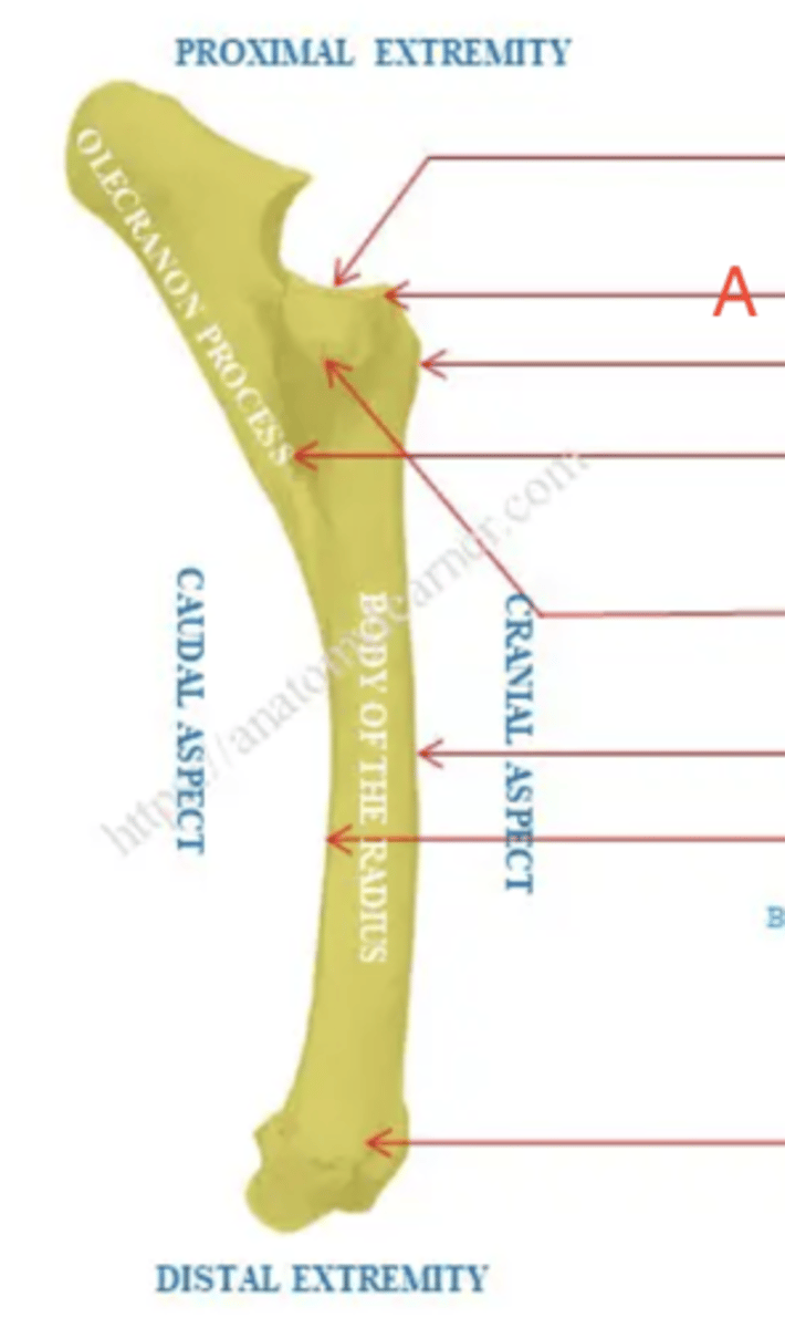 <p>What structure is labeled as A?</p>