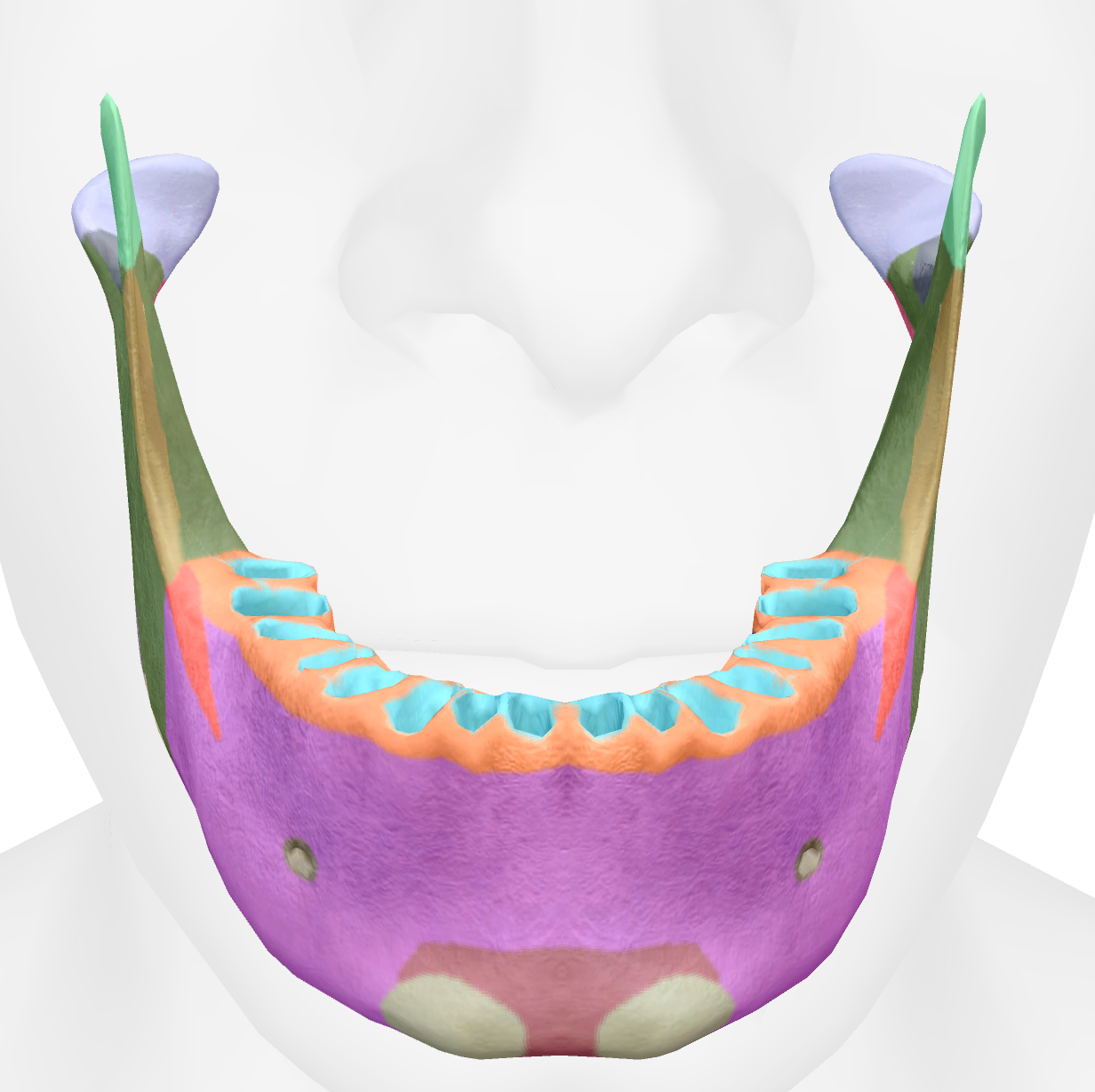 <p>spots for each of the teeth of the mandible </p>