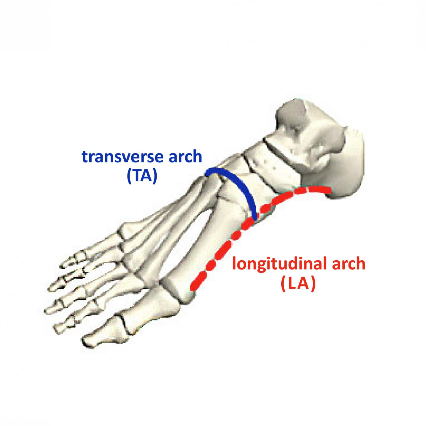 <p>foot</p>