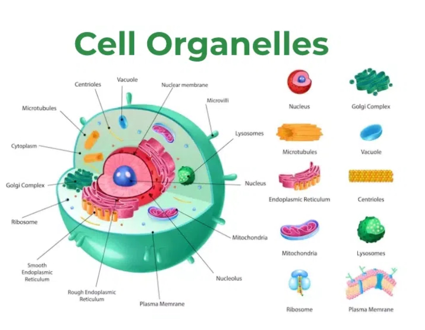 <p>Microtubules</p>