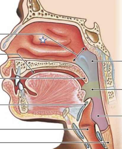 <p>What is this structure?</p>