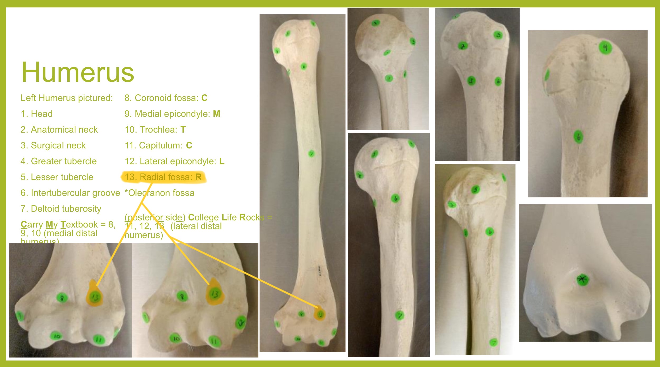 <p>radial fossa of humerus</p>