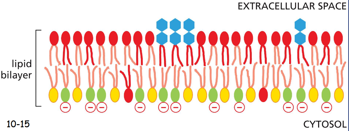 <p>Outer layer: phosphatidylcholine, sphingomyelin</p><p>Inner layer: ethanolamine (terminal amino group), serine</p><p>The cytosolic (inner) side carries negative charges</p><p>Some lipid kinases phosphorylate its head group to form a binding site that recruits other proteins to the cell surface or cytosolic face</p>