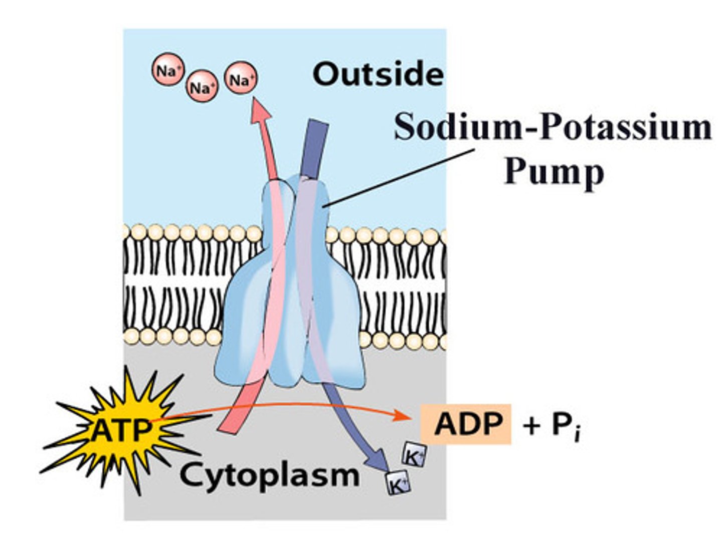 <p>3 Na+ out, 2 K+ in</p>