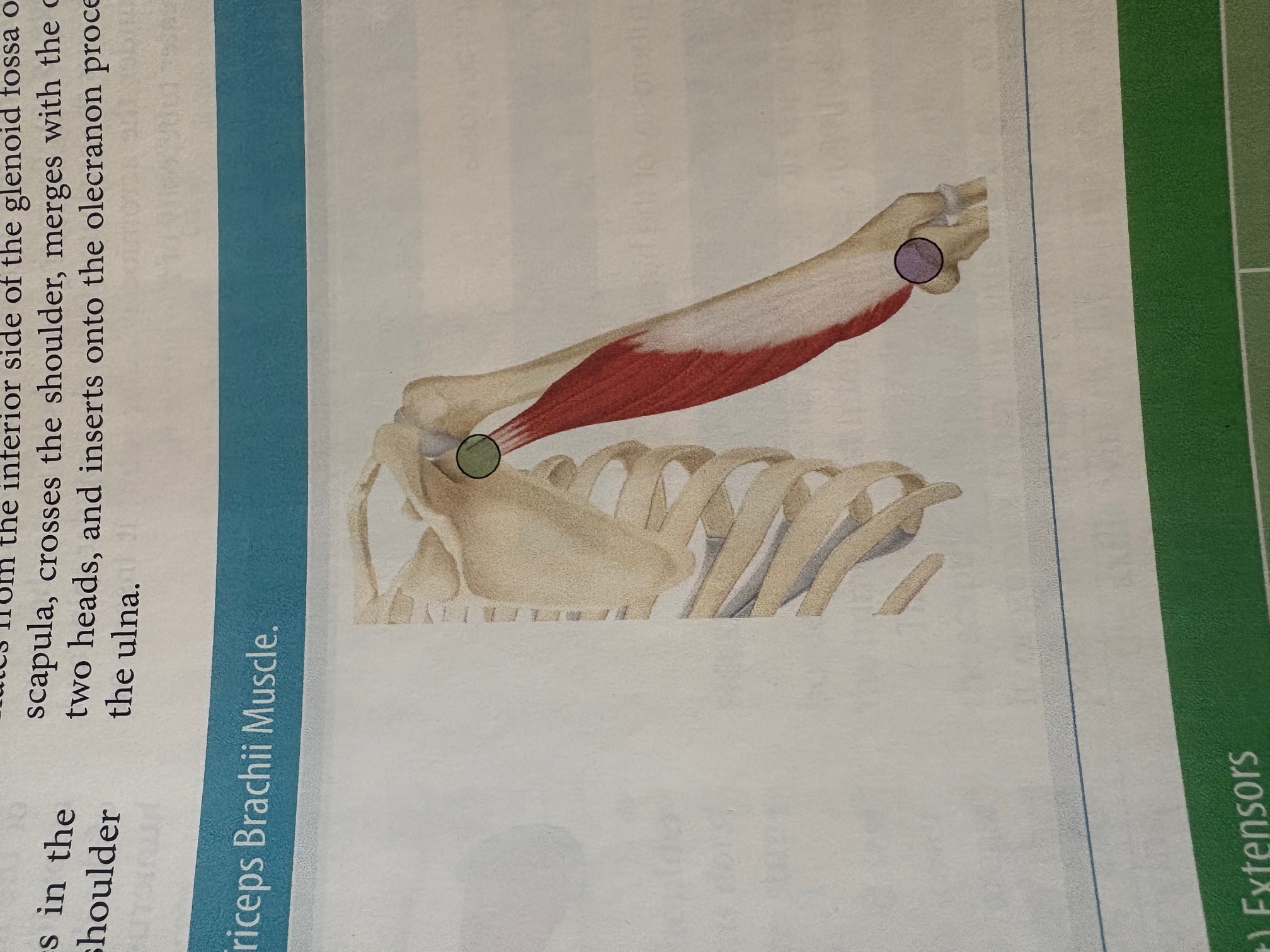 <p>Triceps</p>