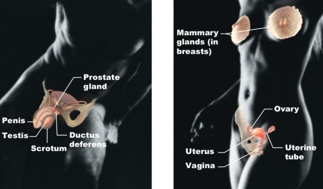 <p>Reproductive</p>