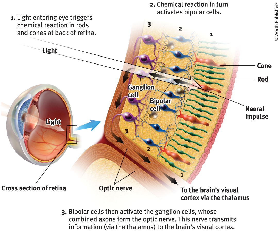 <p>Optic nerve</p>
