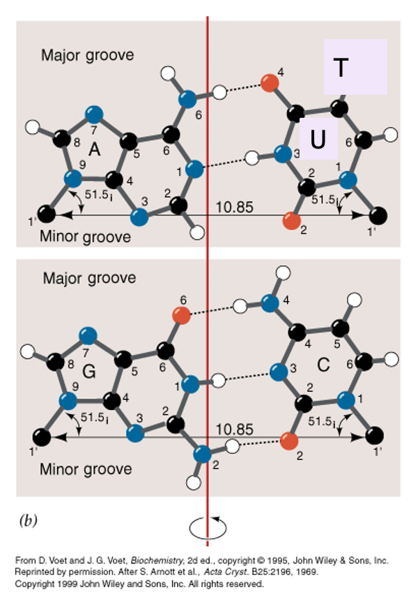<p>Bases form specific base pairs through <strong>hydrogen bonds</strong>:</p><ul><li><p><strong>A-T</strong> in DNA</p></li><li><p><strong>A-U</strong> in RNA</p></li><li><p><strong>G-C</strong> in both<br>These bonds help form stable, folded structures and enable accurate transmission of genetic information</p></li></ul><p></p>
