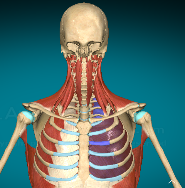 <p>What is this muscle and where is it found?</p>