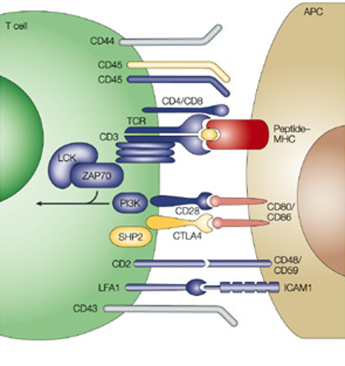 <p>the ability of a cell to disitnguish one type of neighboring cell from another.</p>