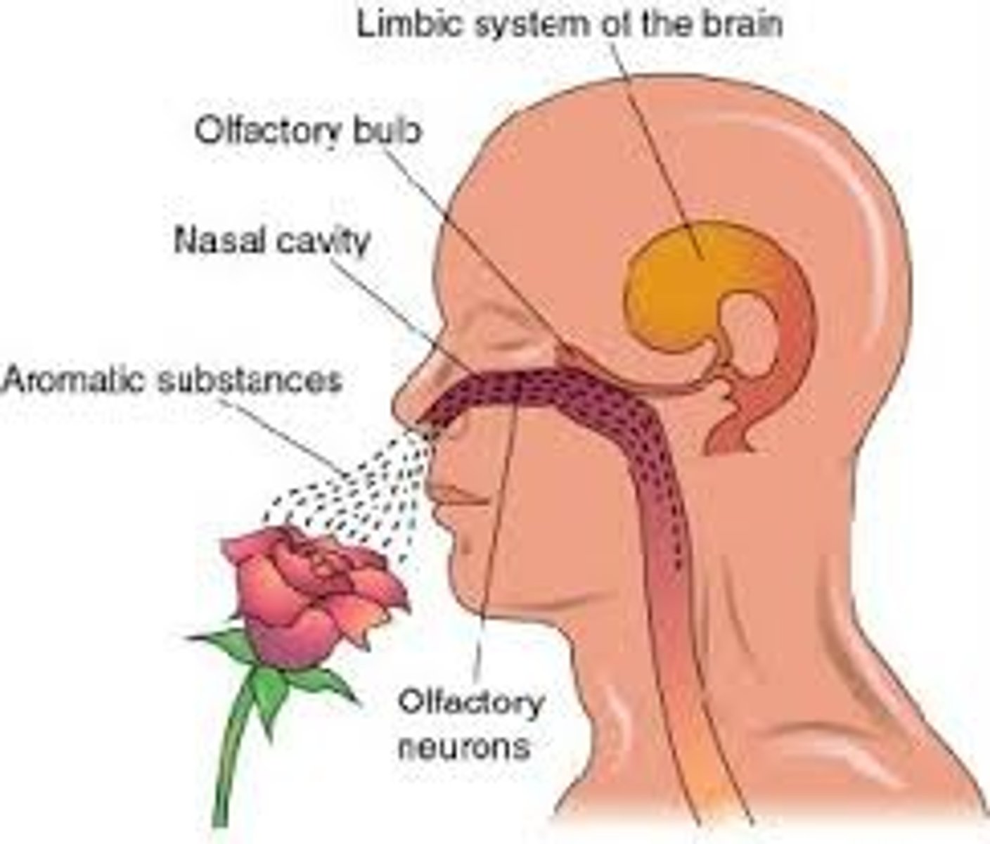 <p>(A) Smell</p><p>Smell is the common name for olfaction.</p>