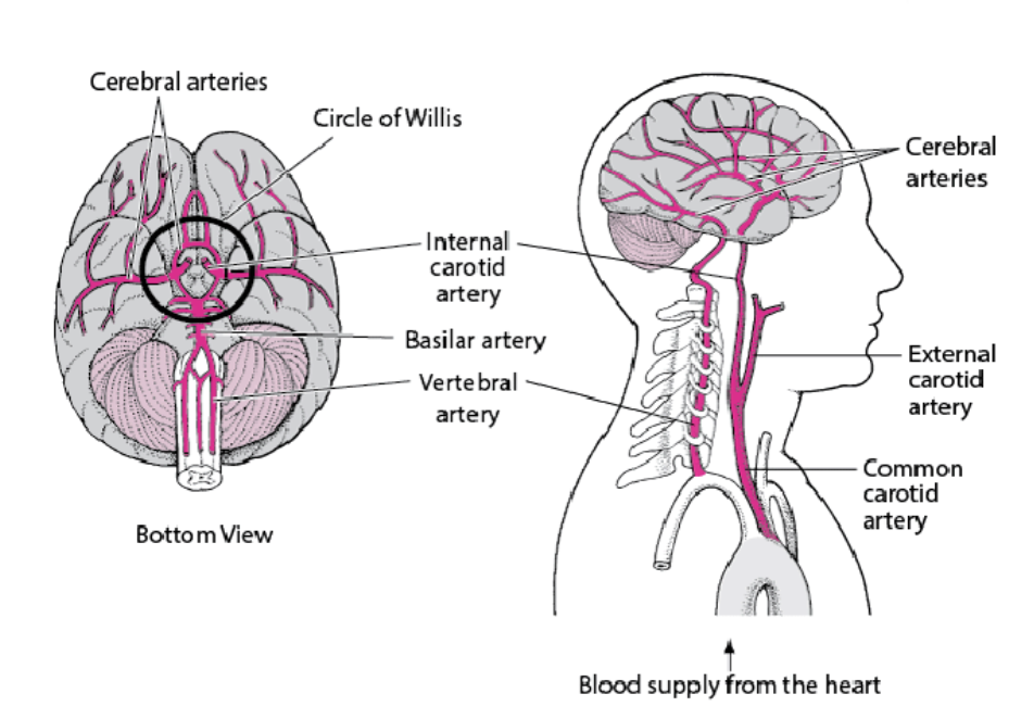 <p><span><span>Two main sources:</span></span></p><ul><li><p><span><em><span>Internal carotid arteries</span></em></span></p></li><li><p><span><em><span>Vertebral arteries</span></em></span></p></li></ul><p><span>Left and right vertebral arteries merge at the level of the </span><em><span>pons</span></em><span> → </span><em><span>basilar artery.</span></em></p><p><span>Basilar artery and internal carotid meet at </span><em><span>circle of Willis.</span></em></p><p></p>