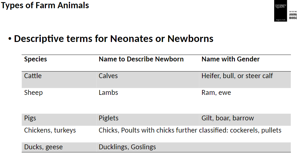 <p><strong>Cattle</strong><br>āNewborn ā Calves<br>āGender-specific ā Heifer (female), Bull (male), Steer (castrated male)</p><p><strong>Sheep</strong><br>āNewborn ā Lambs<br>āGender-specific ā Ewe (female), Ram (male)</p><p><strong>Pigs</strong><br>āNewborn ā Piglets<br>āGender-specific ā Gilt (female), Boar (male), Barrow (castrated male)</p><p><strong>Chickens and Turkeys</strong><br>āNewborn ā Chicks or Poults<br>āChicks further classified ā Cockerels (male), Pullets (female)</p><p><strong>Ducks and Geese</strong><br>āNewborn ā Ducklings, Goslings</p>