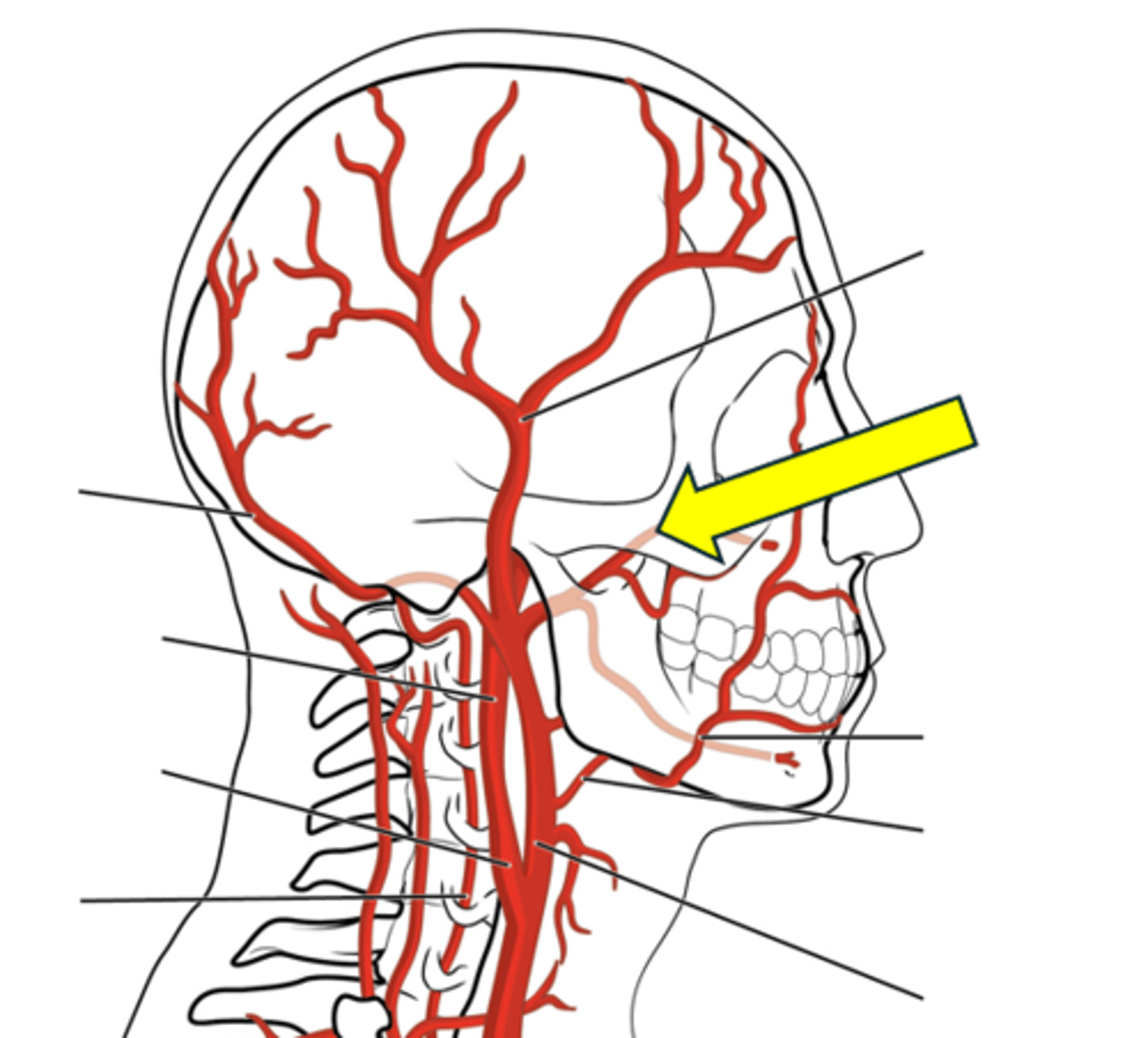 <p>Name the red vessel.</p>
