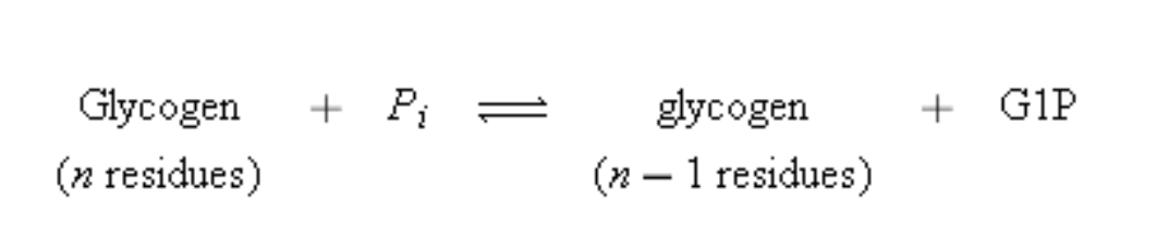 <p><strong>Glycogen phosphorylase </strong>which catalyzes the phosphorolysis (bond cleavage by the substitution of a phosphate group) of glycogen to yield <strong>glucose-1-phosphate (G1P). </strong>This is the rate-controlling step in the metabolic pathway of glycogen breakdown, an important supplier of fuel for metabolic activities. Mammals express three isozymes (catalytically and structurally similar but genetically distinct enzymes from the same organism; also called <strong>isoforms</strong>) of glycogen phosphorylase, those from muscle, brain, and liver. Muscle glycogen phosphorylase is regulated both by allosteric interactions and by phosphorylation/ dephosphorylation. The phosphorylated form of the enzyme, <strong>phosphorylase <em>a, </em></strong>has a phosphoryl group esterified to its Ser 14. The dephospho form is called <strong>phosphorylase <em>b</em>.</strong></p>