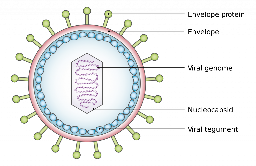 <p>What 2 Features <strong>all</strong> Viruses have? </p>