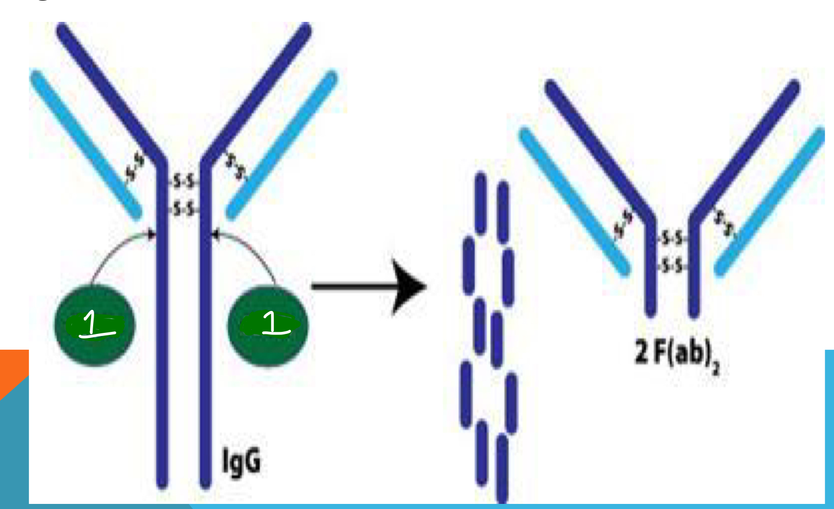 <p>What enzyme is indicated by number 1 in the image and results in the fragments presented on the right side?</p>