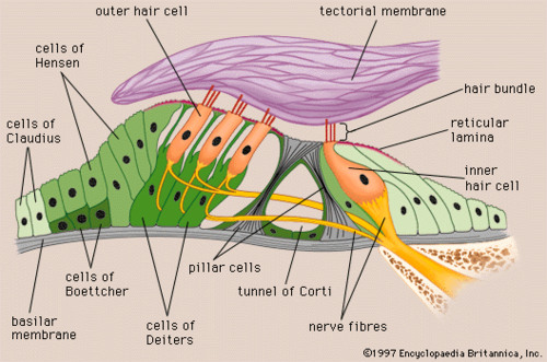 Center part of the cochlea, containing hair cells, canals, and membranes
- site of transduction
- hair cells contact tectorial membrane
- causes depolarization of cell, and signal
- peak of wave= strongest signal, information about sound
