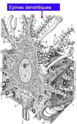 <p>Quelques rares cellules (comme les cellules sensorielles) ont une seule dendrite plus ou moins développée. D'autres cellules, comme la cellule de Purkinje du cervelet, ont un arbre dendritique très développé.</p>